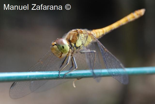 Quale Sympetrum??? - Sympetrum striolatum